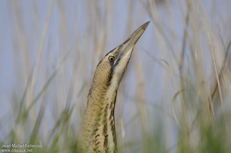 Eurasian Bitternadult, close-up portrait