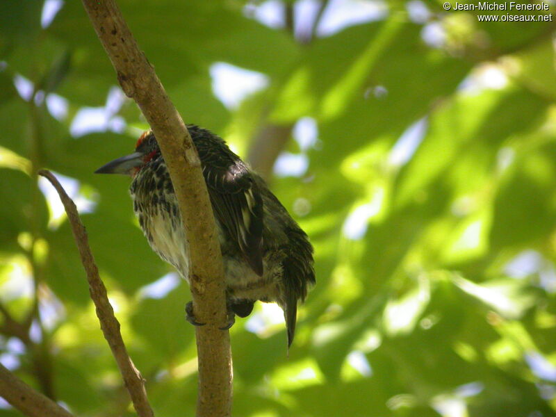 Black-spotted Barbet