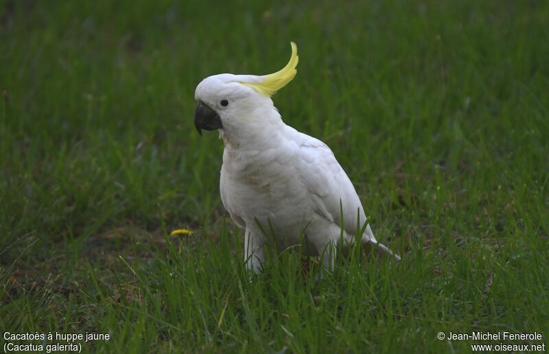 Cacatoès à huppe jaune