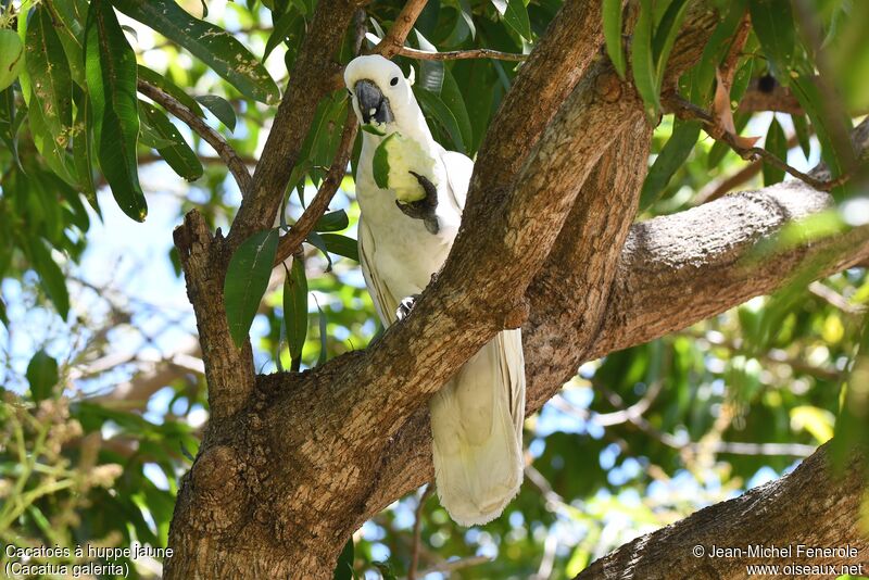 Sulphur-crested Cockatoo