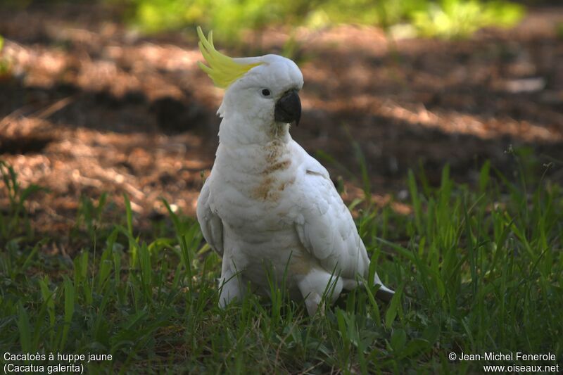 Sulphur-crested Cockatoo