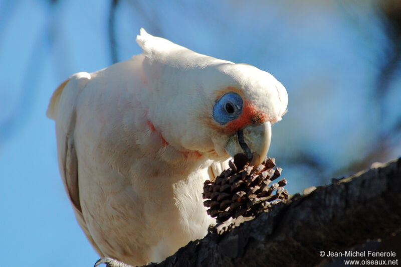 Little Corella