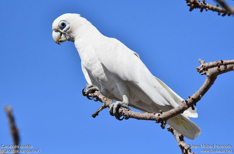 Little Corella