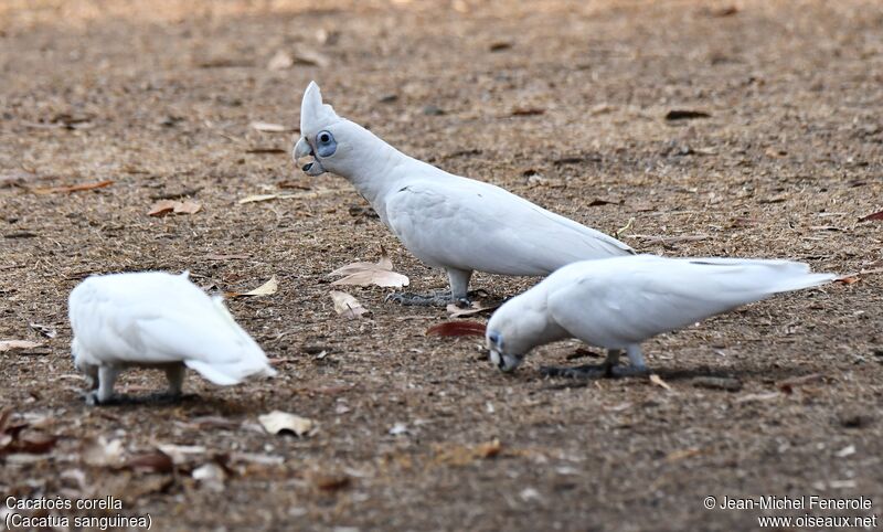 Little Corella