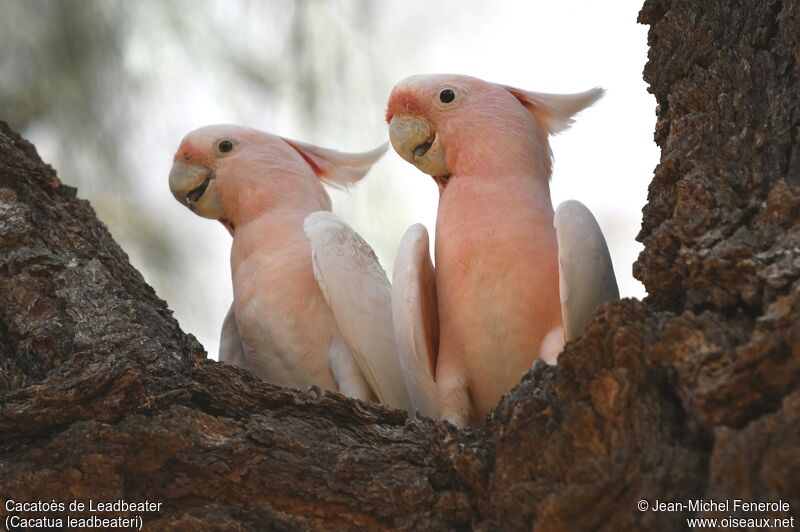 Pink Cockatoo