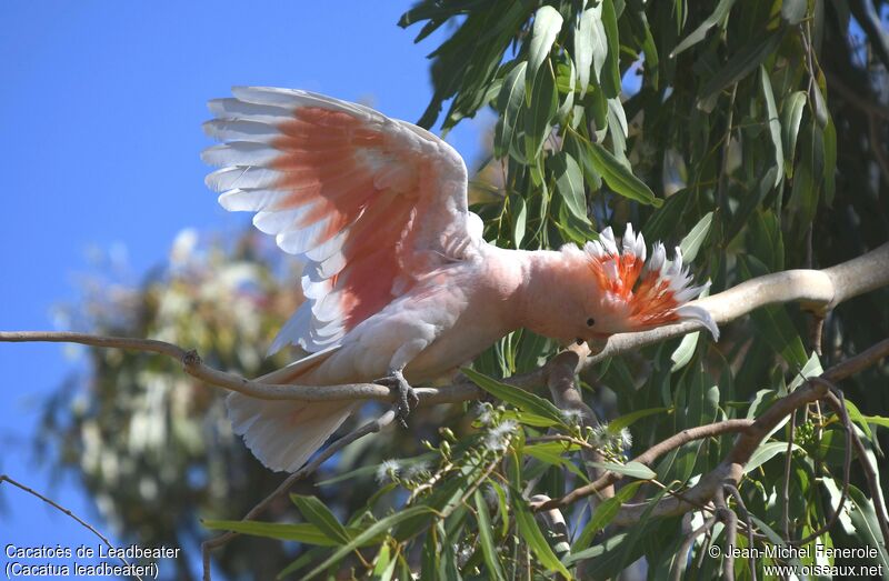 Pink Cockatoo