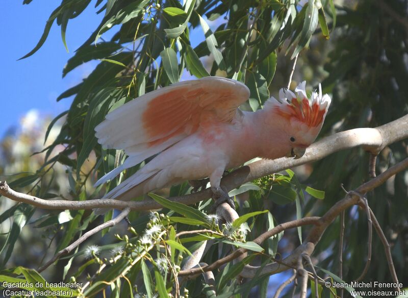 Pink Cockatoo