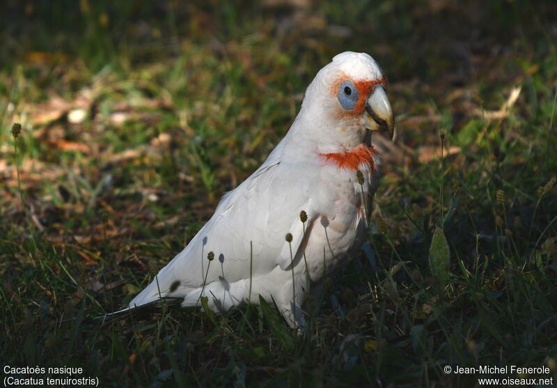 Long-billed Corella