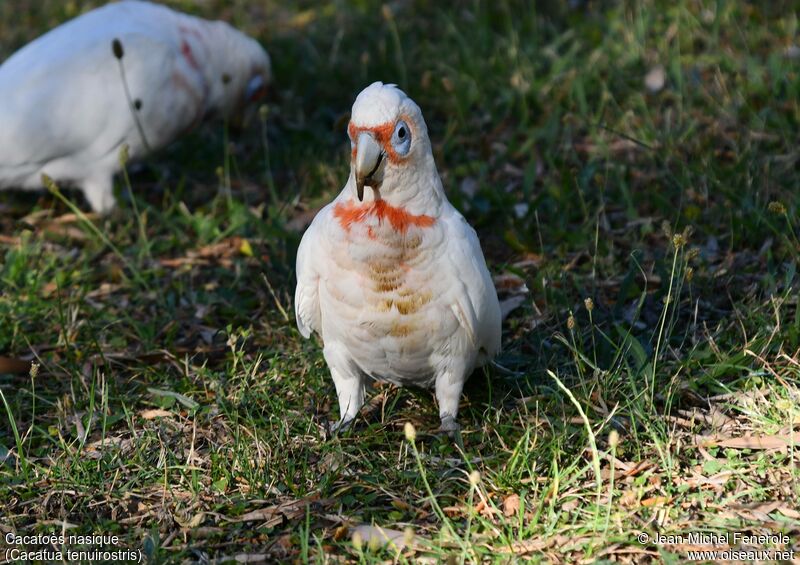 Long-billed Corella