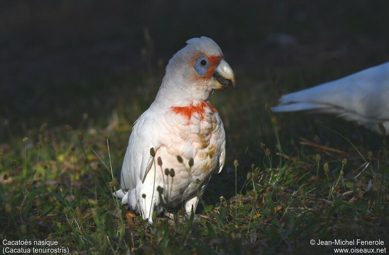 Long-billed Corella