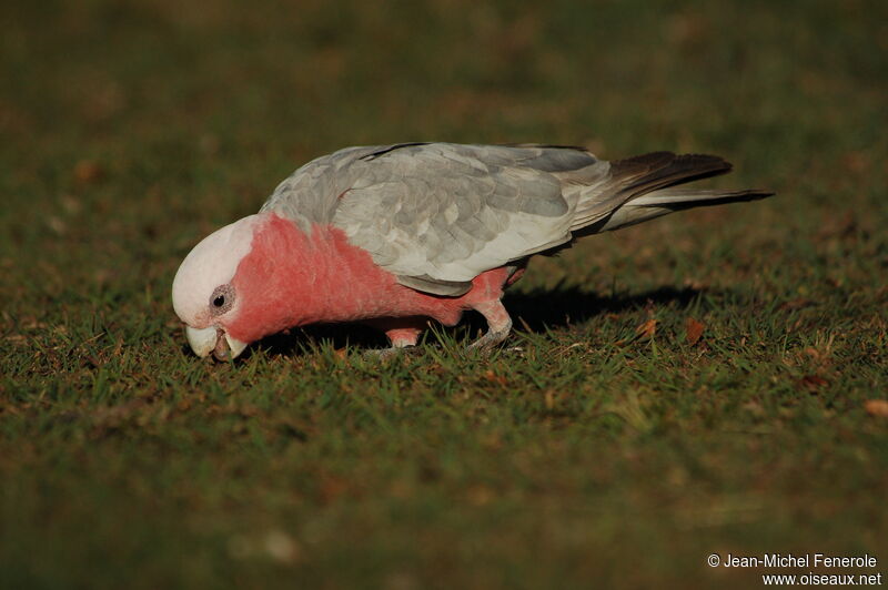 Galah