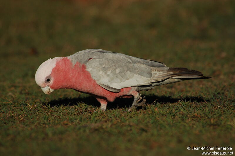 Galah