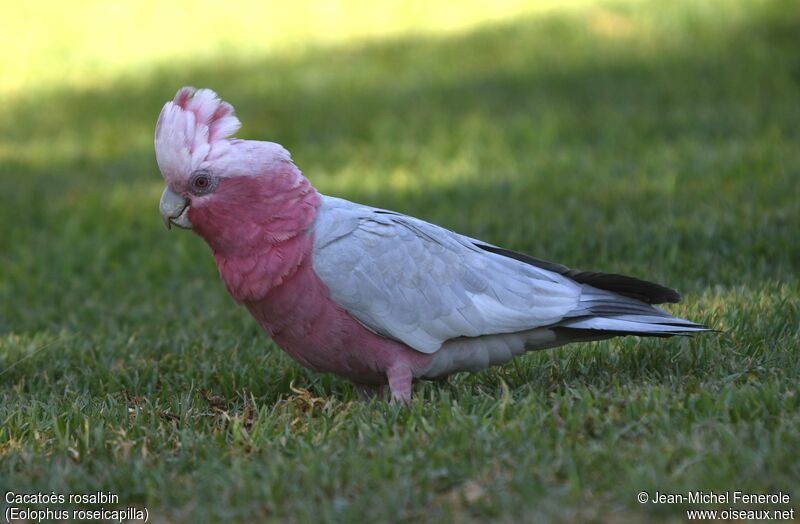 Galah