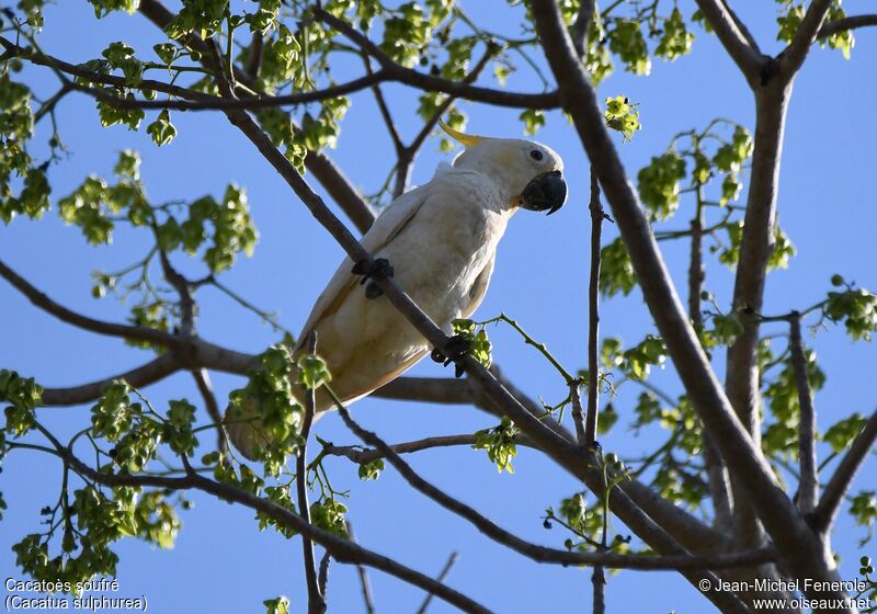 Yellow-crested Cockatoo