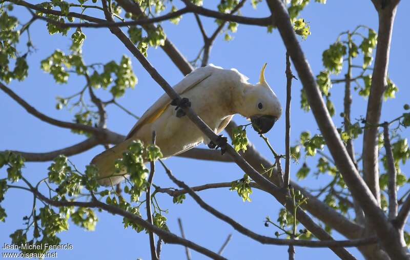 Yellow-crested Cockatoo, eats