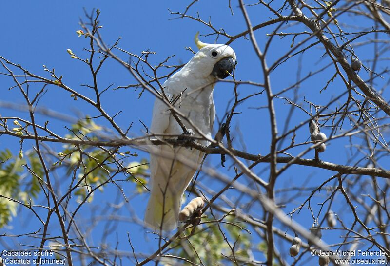 Yellow-crested Cockatoo