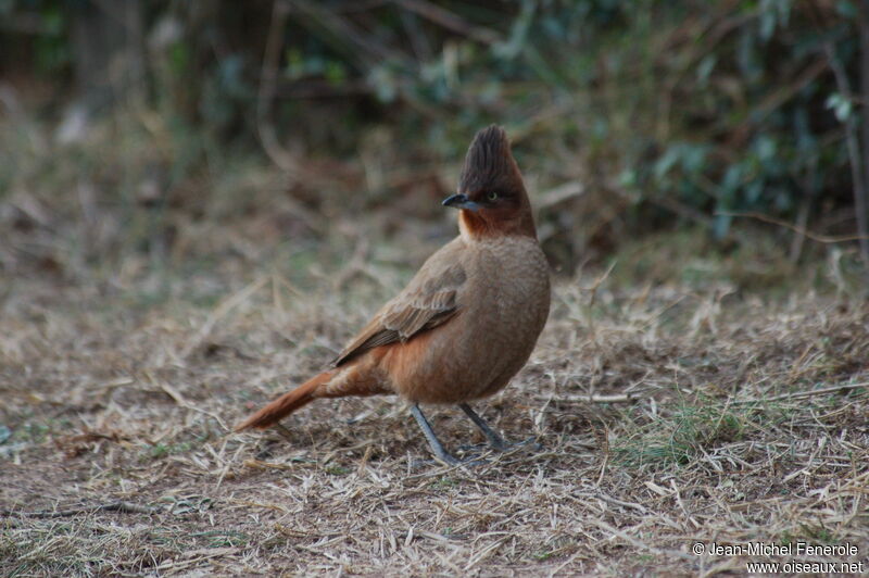 Brown Cacholoteadult