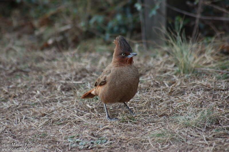 Brown Cacholoteadult