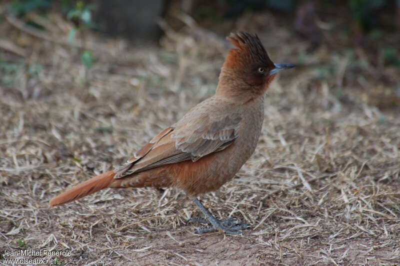 Brown Cacholoteadult, identification