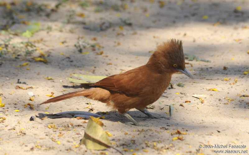 Caatinga Cacholote