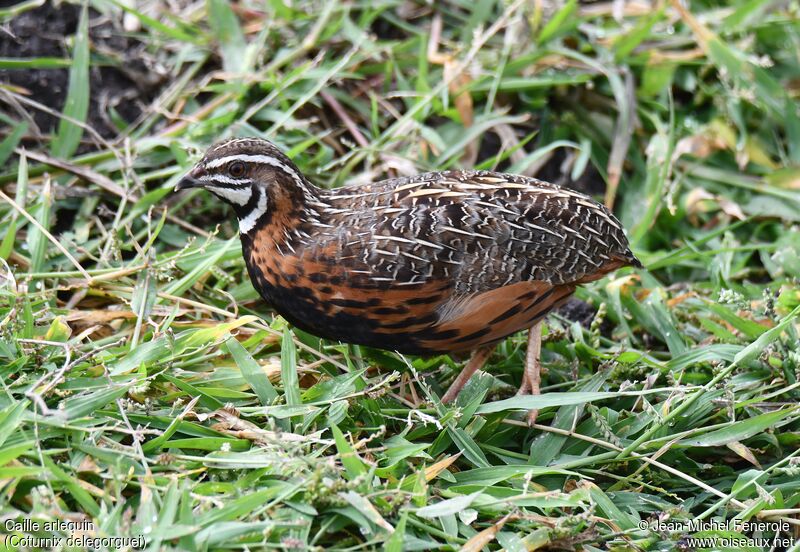 Harlequin Quail