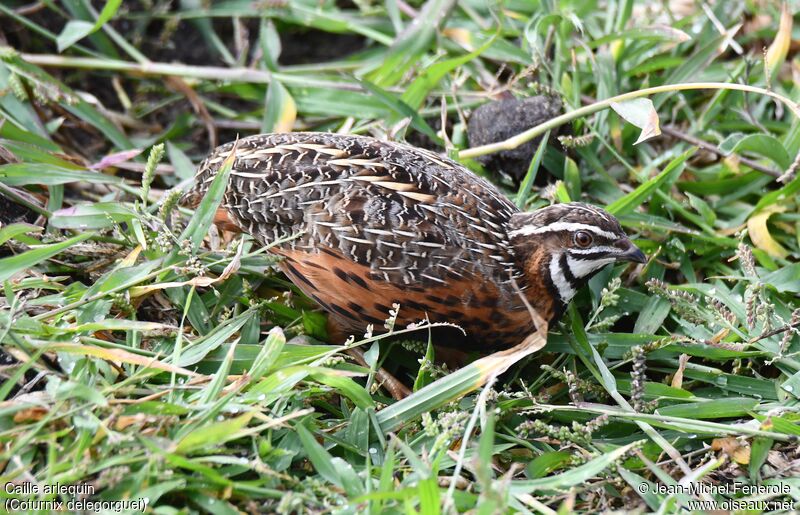 Harlequin Quail