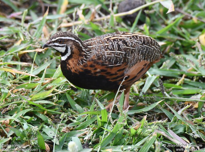 Harlequin Quail