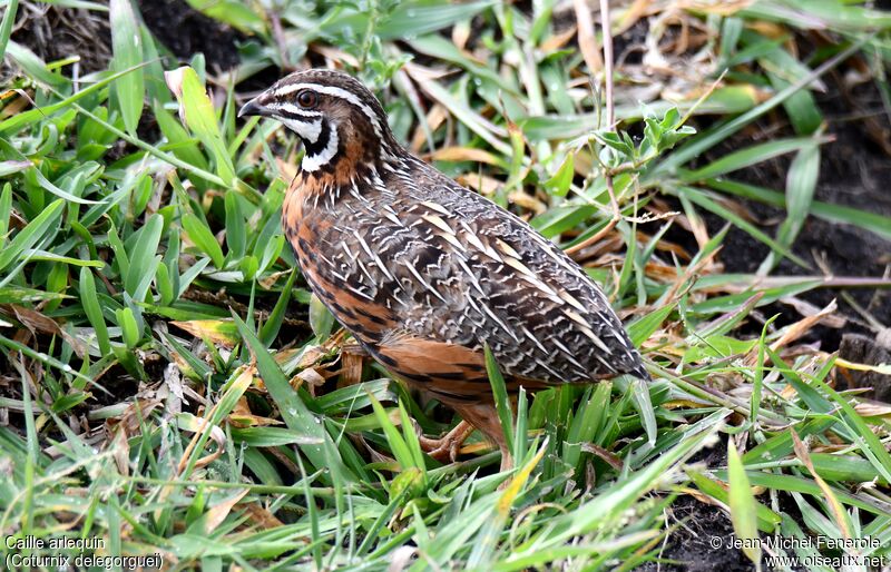 Harlequin Quail