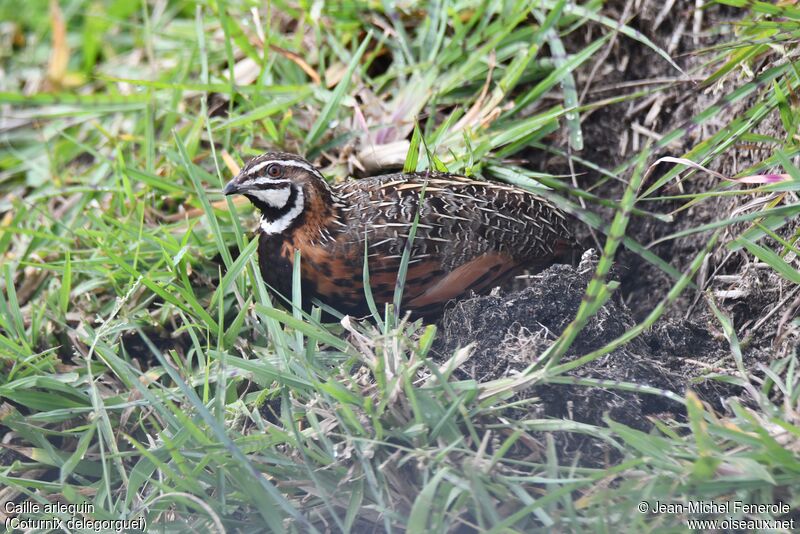 Harlequin Quail