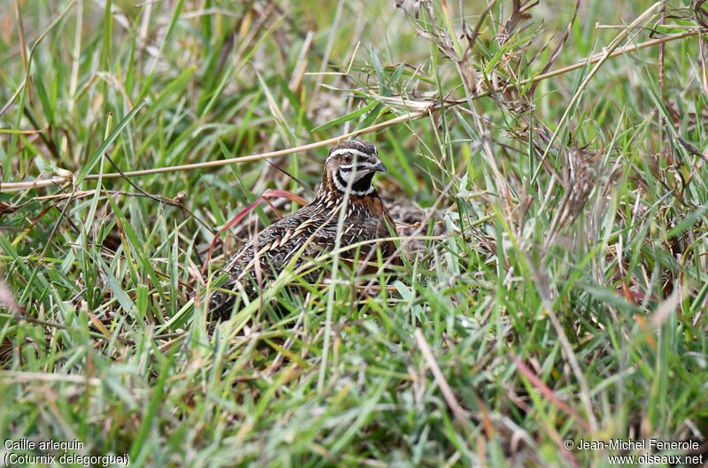 Harlequin Quail