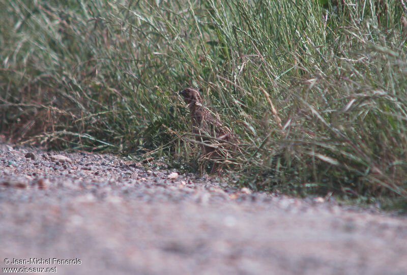 Common Quail male adult breeding