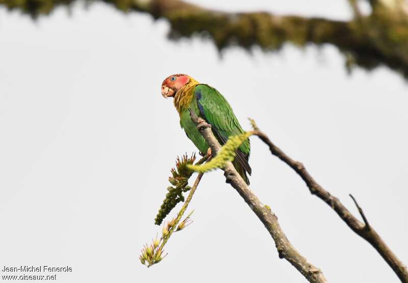 Rose-faced Parrotadult, identification