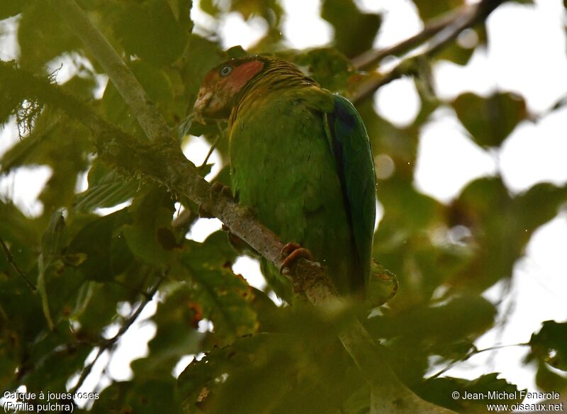 Rose-faced Parrot