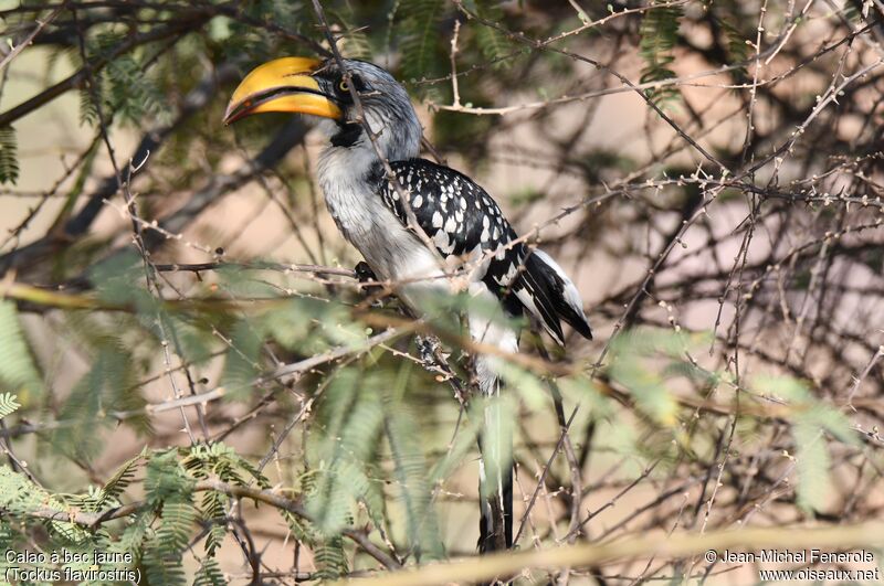 Eastern Yellow-billed Hornbill