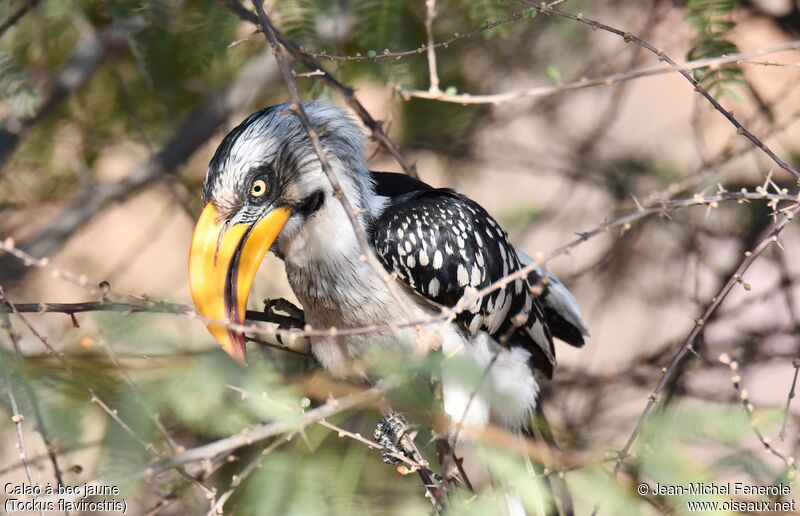 Eastern Yellow-billed Hornbill