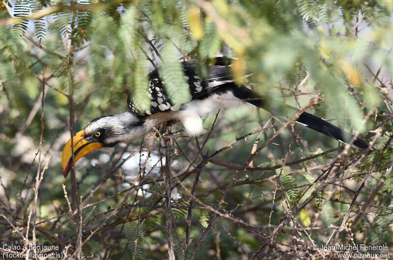 Eastern Yellow-billed Hornbill