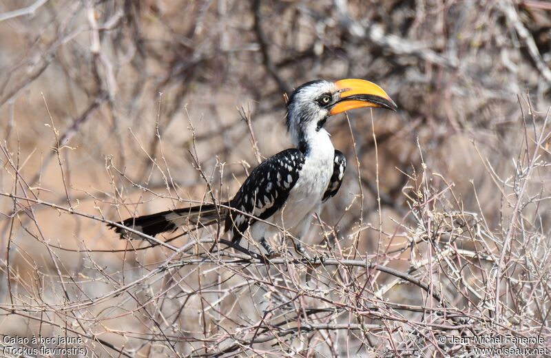 Eastern Yellow-billed Hornbill