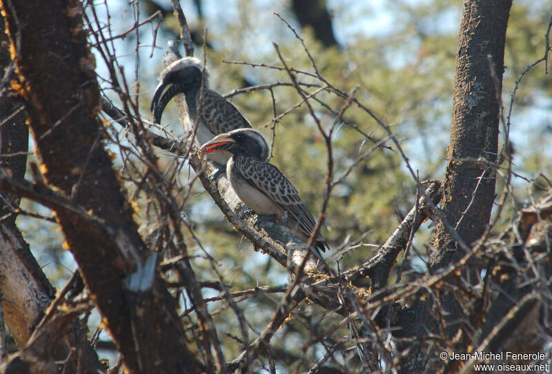 African Grey Hornbill, identification