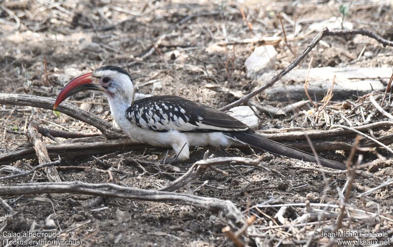 Northern Red-billed Hornbill