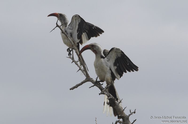 Northern Red-billed Hornbill