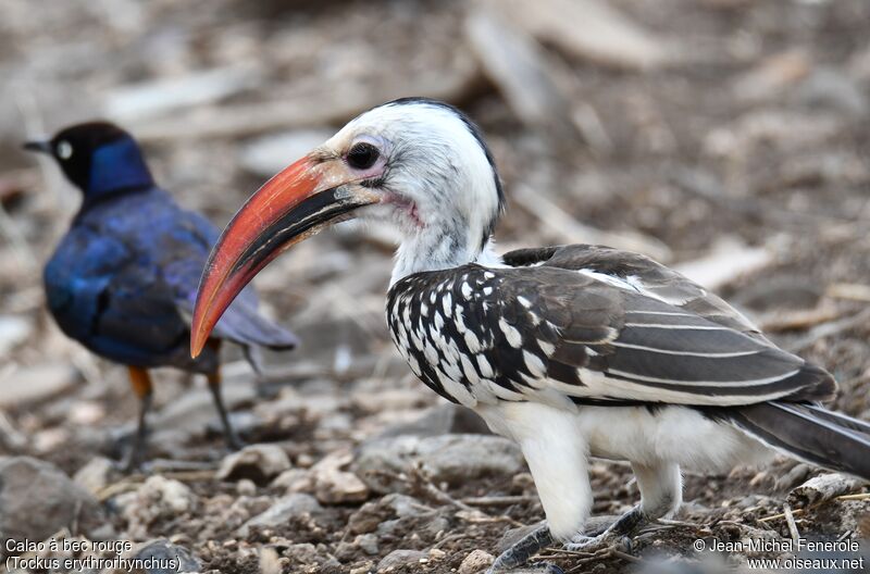 Northern Red-billed Hornbill