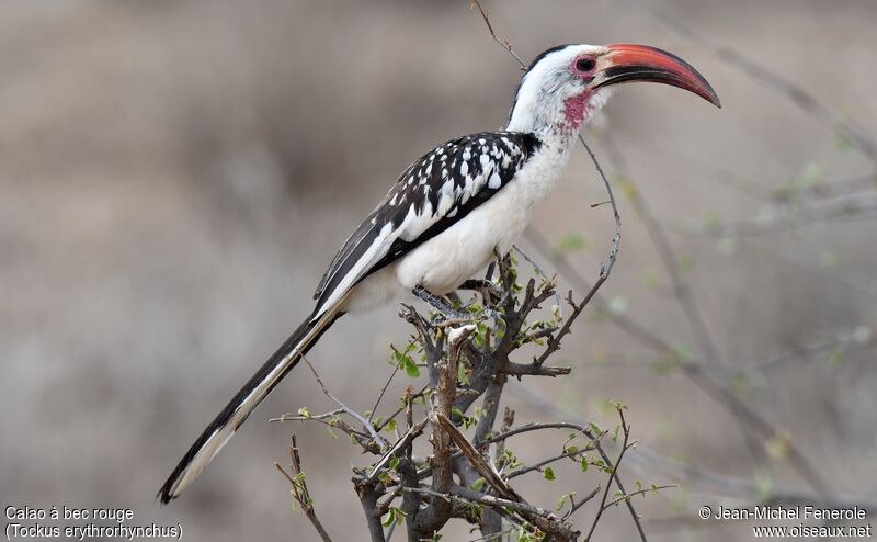 Northern Red-billed Hornbill