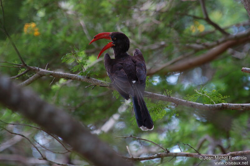 Crowned Hornbilladult