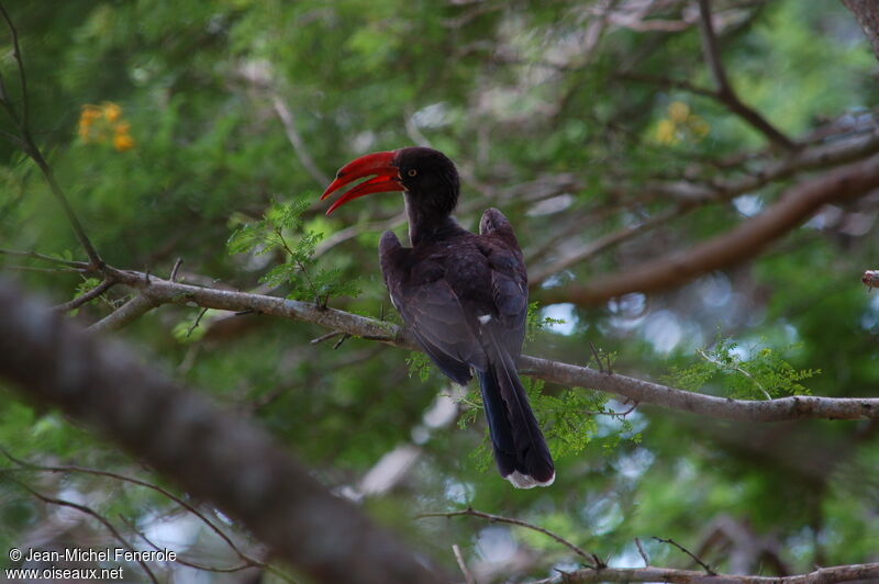 Crowned Hornbilladult, identification