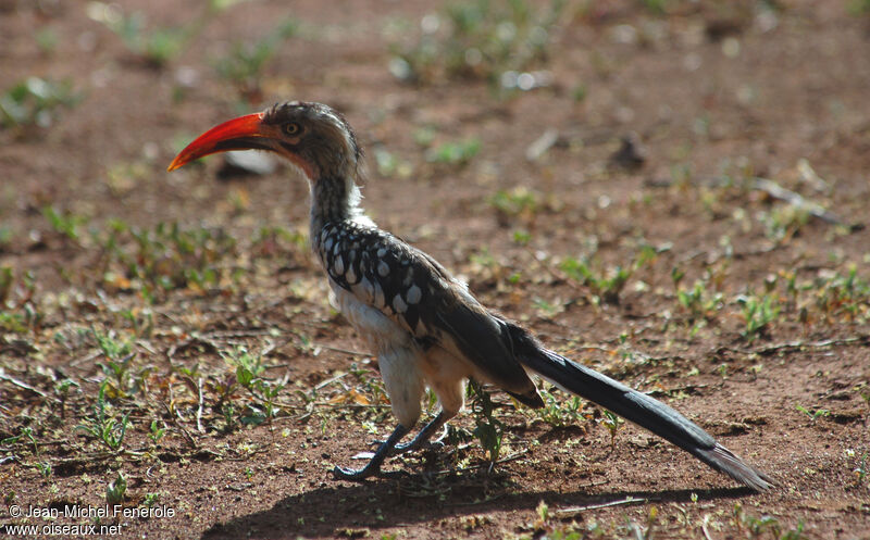 Southern Red-billed Hornbilladult, identification