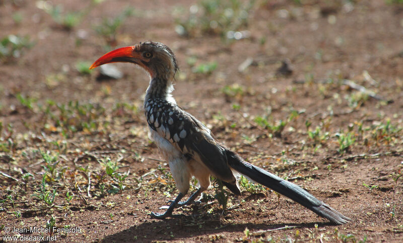 Southern Red-billed Hornbill, identification