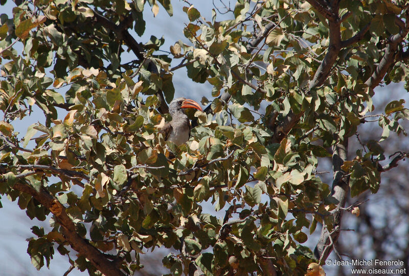 Bradfield's Hornbilladult