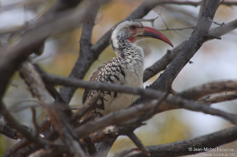 Damara Red-billed Hornbilladult, identification