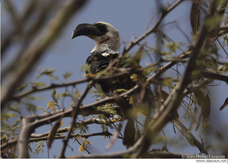 Von der Decken's Hornbill female adult