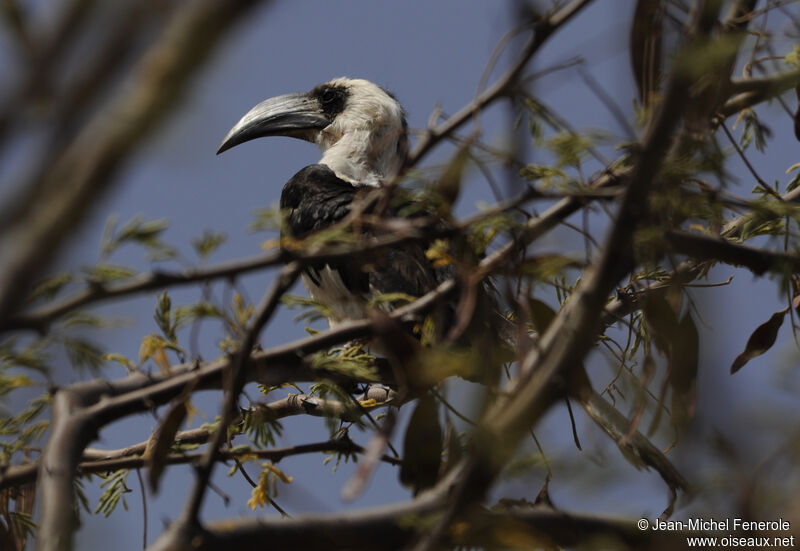 Von der Decken's Hornbill female adult